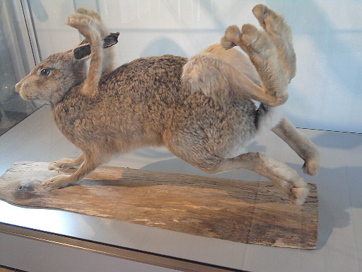 Bodenwerder, achtbeiniger Hase im Münchhausen-Museum