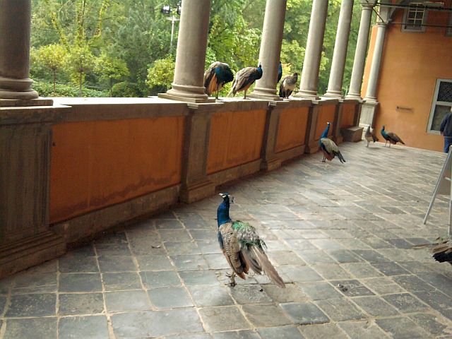 Interessante Vögel am Schloss Rheydt