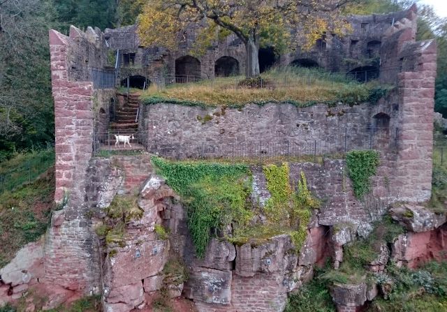 Ruine der Burg Wertheim mit Ziege